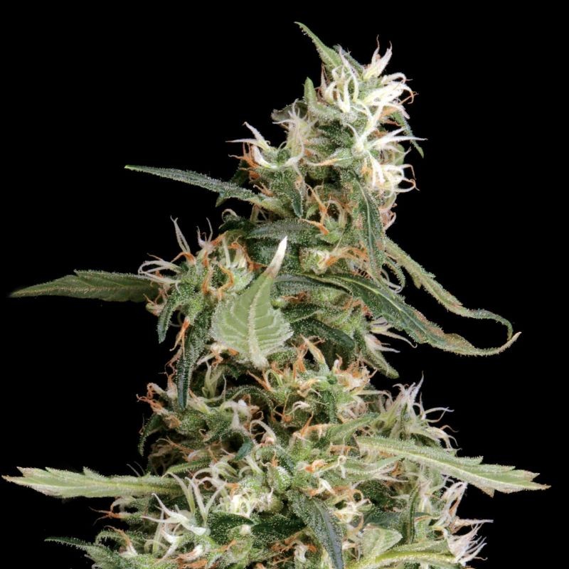 Nasiona marihuany automatyczne Arjan's Ultra Haze 2 - odmiana konopi