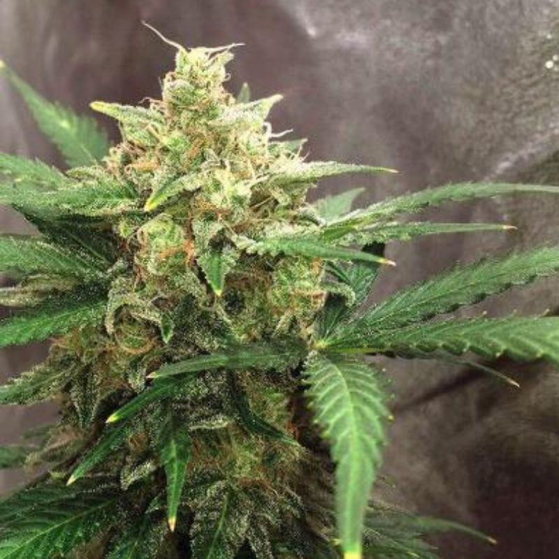 Nasiona medycznej marihuany Super Lemon Haze Auto - opis odmiany konopi