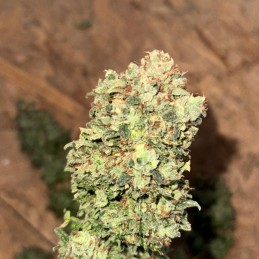 Nasiona marihuany Super Lemon Haze - opis odmiany konopi