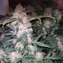 Nasiona marihuany Super Critical - opis odmiany konopi