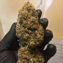 Nasiona marihuany automatyczne Super Bud Auto - opis odmiany konopi