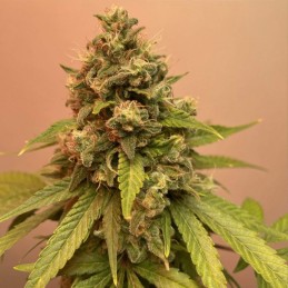 Nasiona marihuany Super Bud - opis odmiany konopi