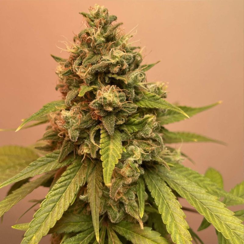 Nasiona marihuany Super Bud - opis odmiany konopi