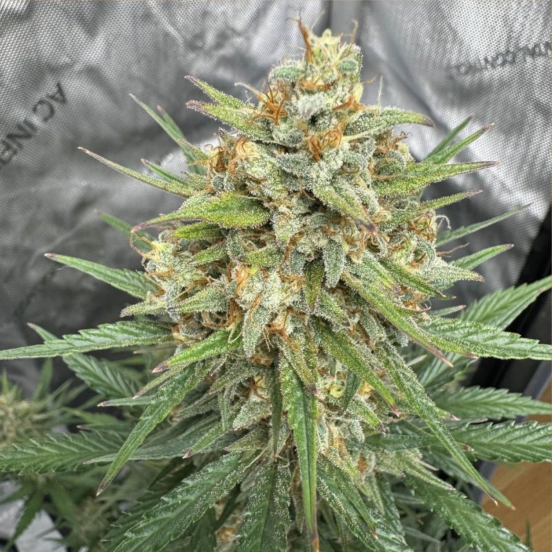 Nasiona marihuany automatyczne Auto-Bomb - odmiana konopi
