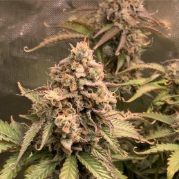 Nasiona marihuany Banana Krumble - odmiana konopi