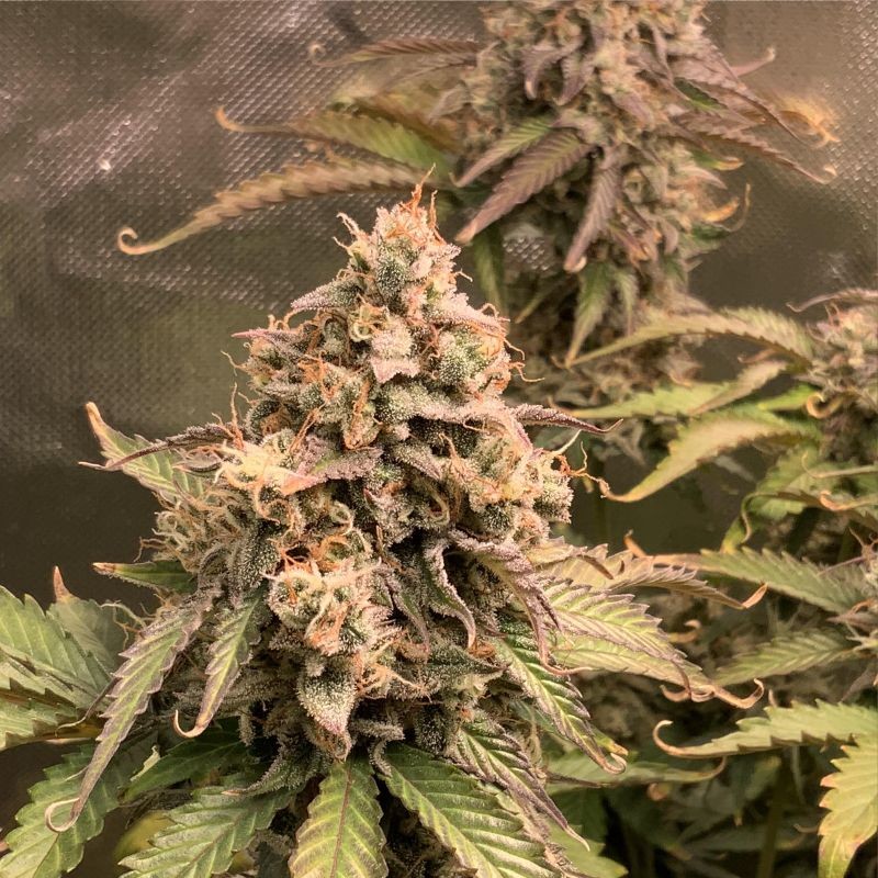 Nasiona marihuany Banana Krumble - odmiana konopi