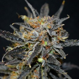 Nasiona marihuany Big Bang - odmiana konopi