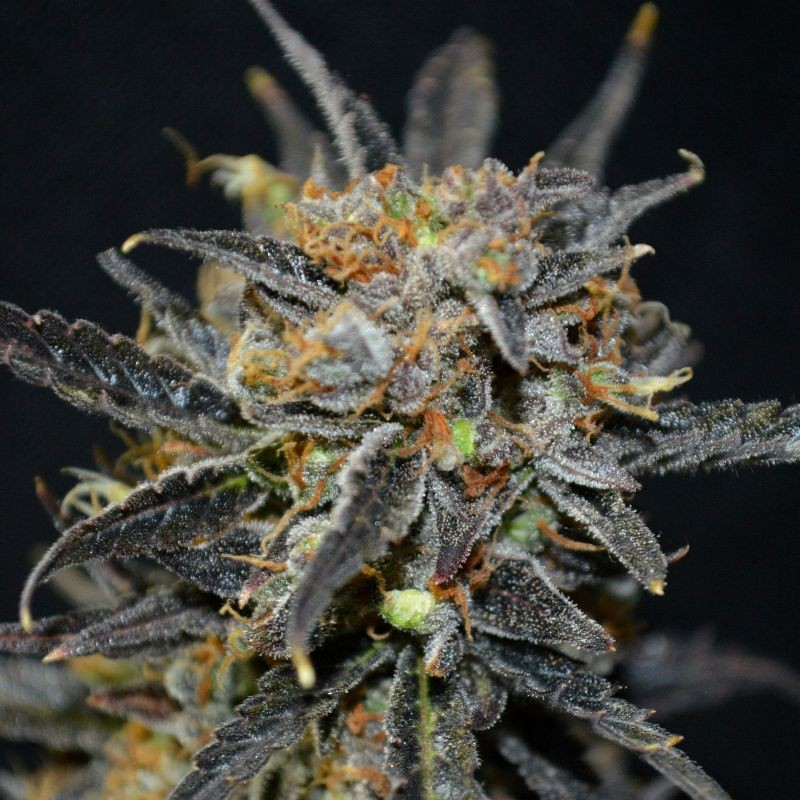 Nasiona marihuany Big Bang - odmiana konopi
