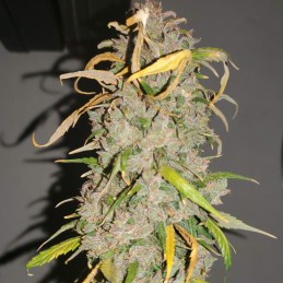 Nasiona marihuany Lost Pearl - opis odmiany konopi