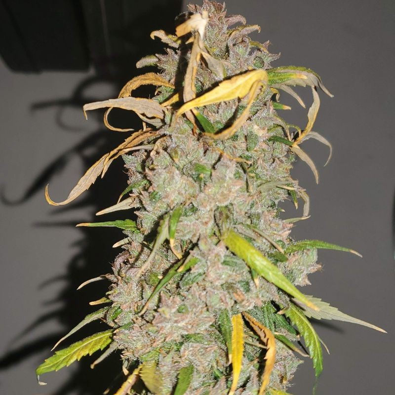 Nasiona marihuany Lost Pearl - opis odmiany konopi
