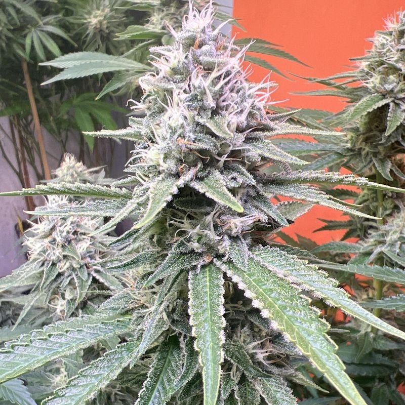 Nasiona marihuany Bubba Kush - odmiana konopi