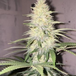 Nasiona marihuany Bubba Slush - odmiana konopi