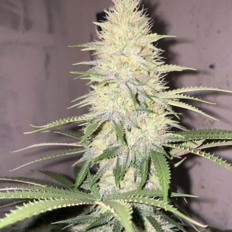 Nasiona marihuany Bubba Slush - odmiana konopi