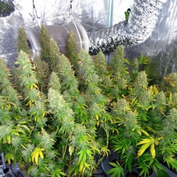 Nasiona marihuany Kong's Krush - opis odmiany konopi