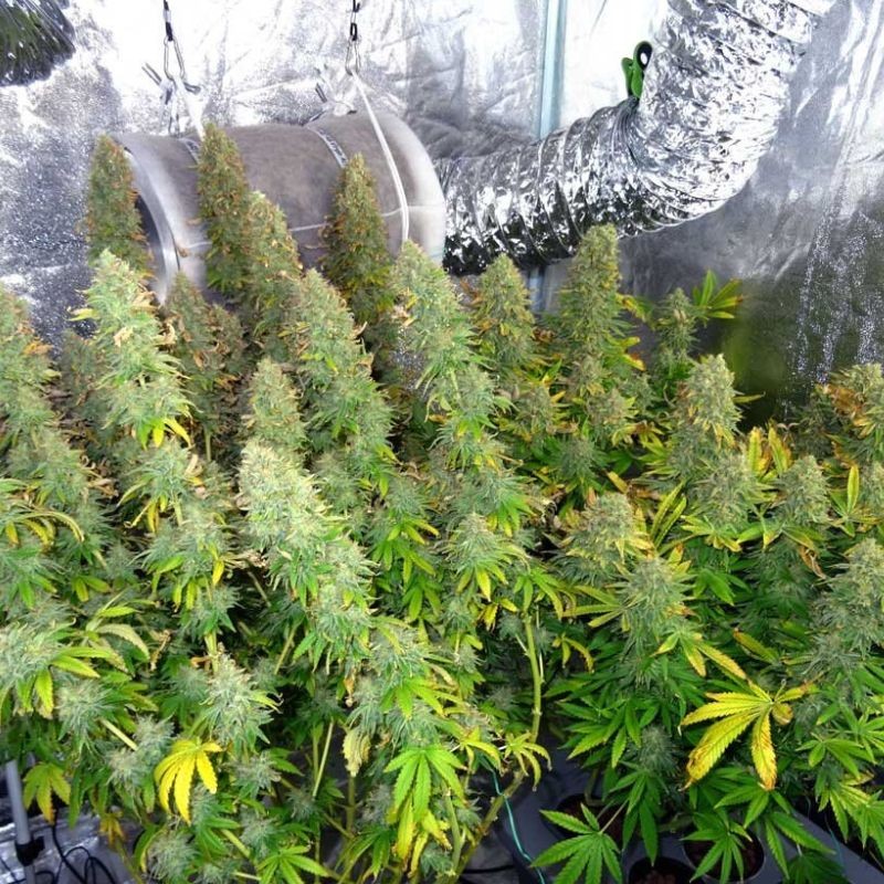 Nasiona marihuany Kong's Krush - opis odmiany konopi