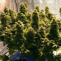 Nasiona marihuany automatyczne King's Kush Auto CBD - opis odmiany konopi