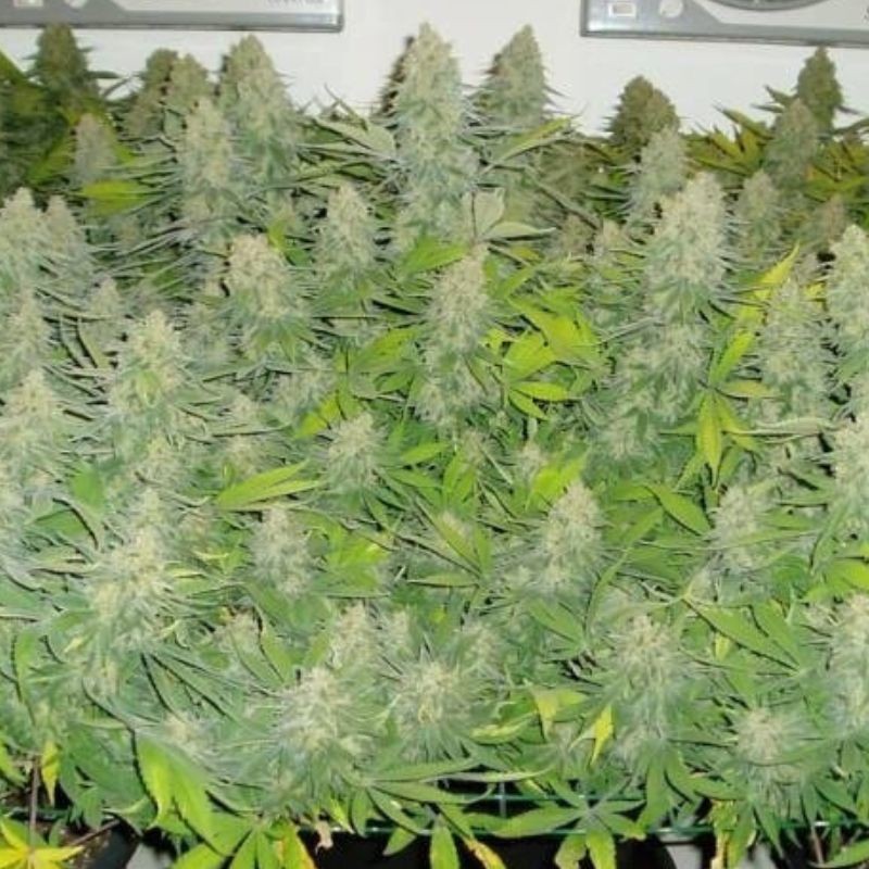 Nasiona marihuany Cheese Crack - odmiana konopi