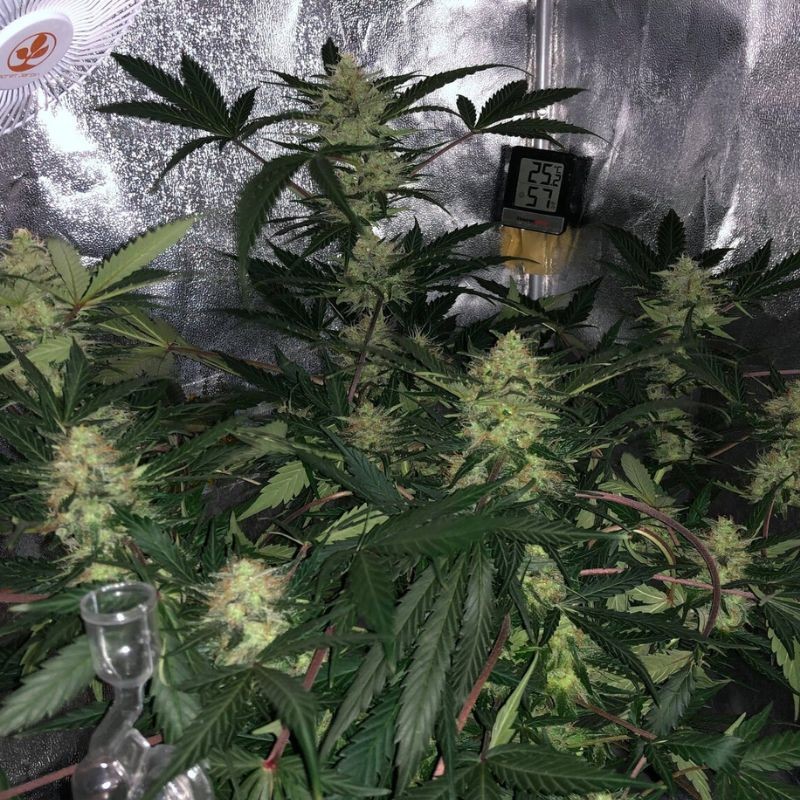 Nasiona marihuany automatyczne King's Kush Auto - opis odmiany konopi