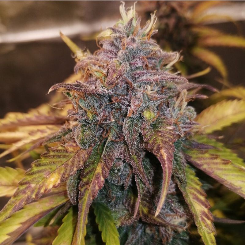 Nasiona marihuany King's Kush - opis odmiany konopi