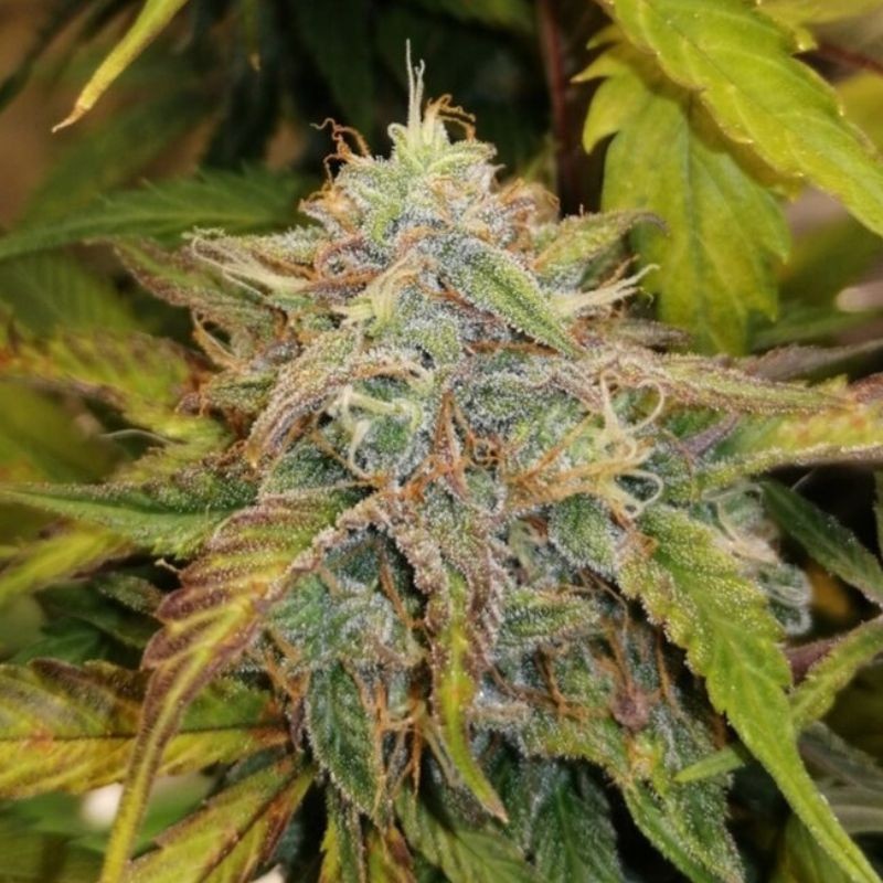 Nasiona marihuany King's Juice - opis odmiany konopi