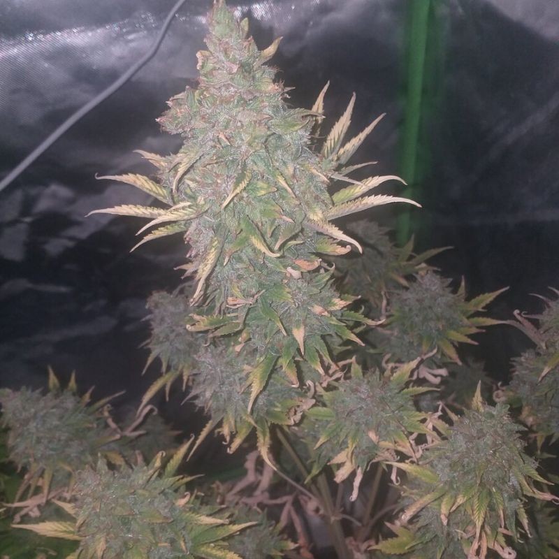 Nasiona marihuany Chemical Bride - odmiana konopi