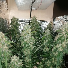 Nasiona marihuany automatyczne Kalashnikova Auto - opis odmiany konopi