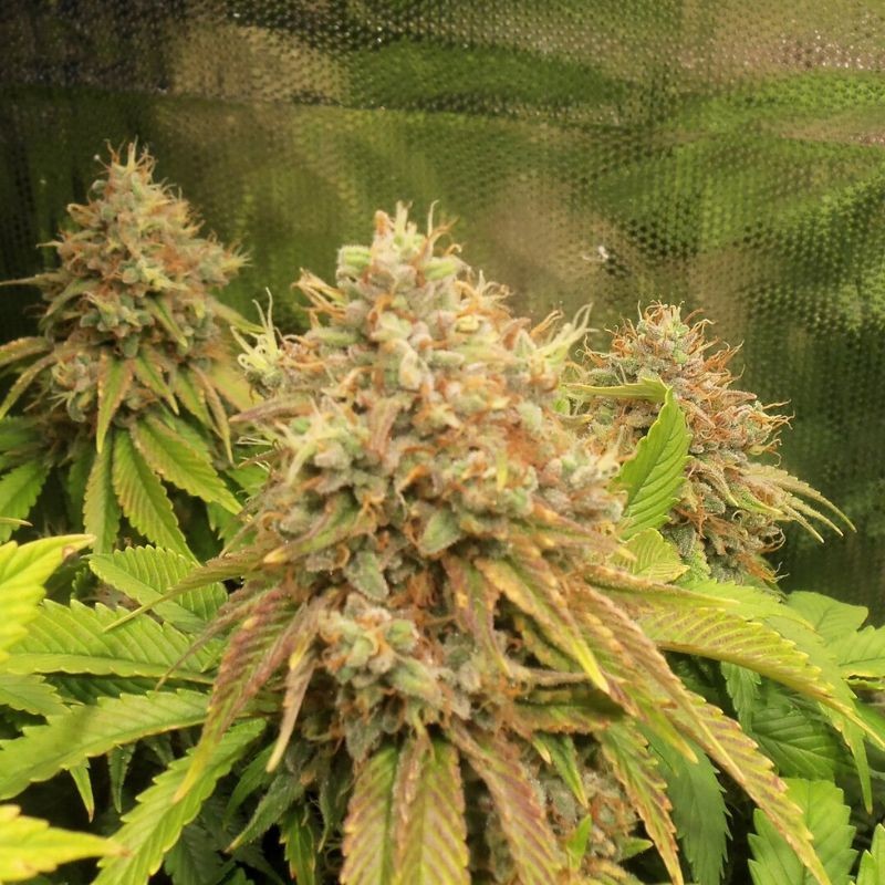 Nasiona marihuany Cloud Walker - odmiana konopi