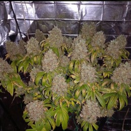 Nasiona marihuany Jack’s Dream - opis odmiany konopi
