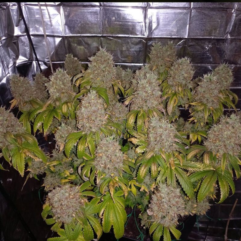 Nasiona marihuany Jack’s Dream - opis odmiany konopi