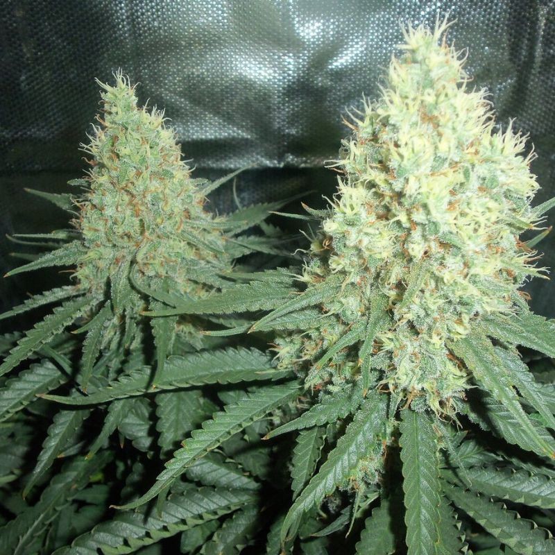 Nasiona marihuany Dark Phoenix - odmiana konopi