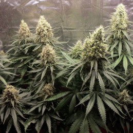 Nasiona marihuany Holy Punch - opis odmiany konopi