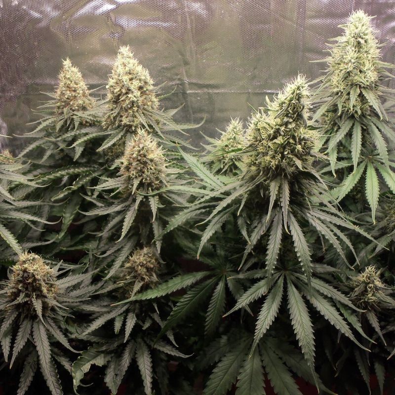 Nasiona marihuany Holy Punch - opis odmiany konopi