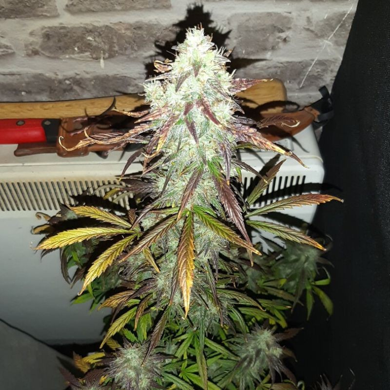 Nasiona marihuany Himalaya Gold - opis odmiany konopi