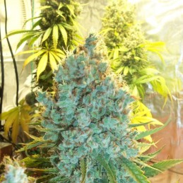 Nasiona marihuany Hawaiian Snow - odmiana konopi