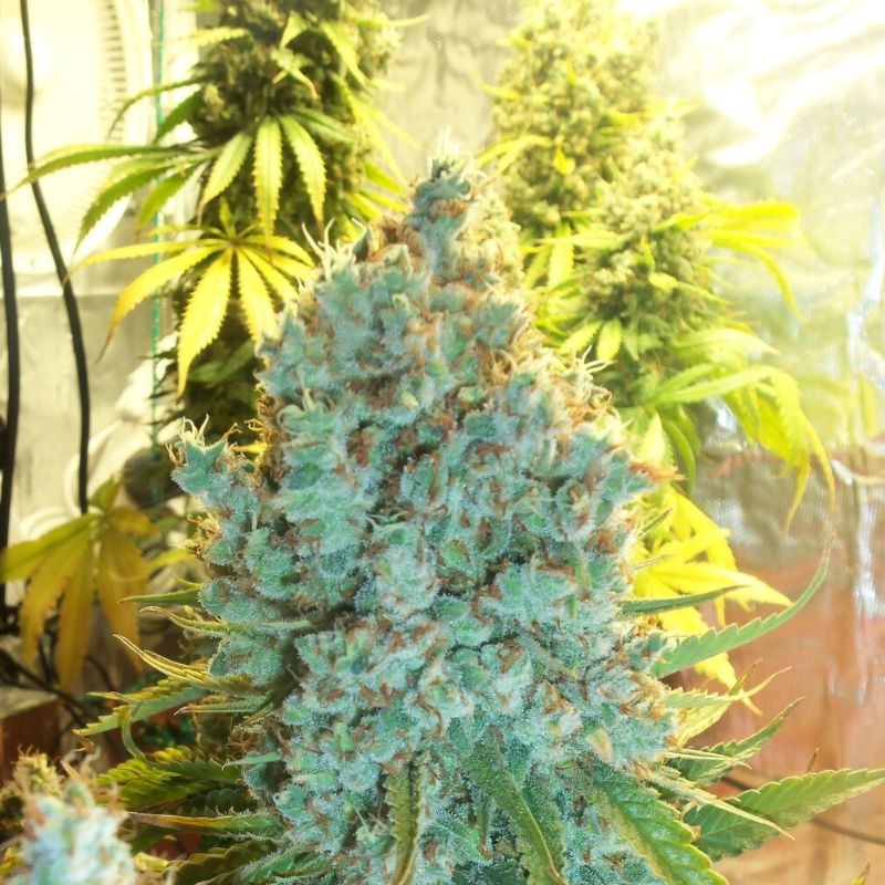 Nasiona marihuany Hawaiian Snow - odmiana konopi