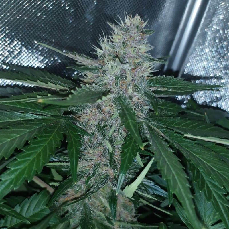 Nasiona marihuany automatyczne Green-O-Matic Auto - odmiana konopi