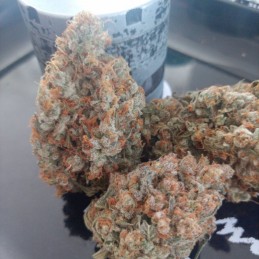 Nasiona marihuany Franco's Lemon Cheese - odmiana konopi