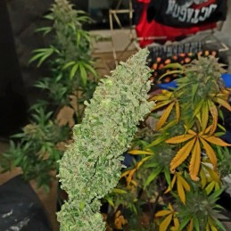 Nasiona marihuany automatyczne Exodus Cheese Auto CBD - odmiana konopi