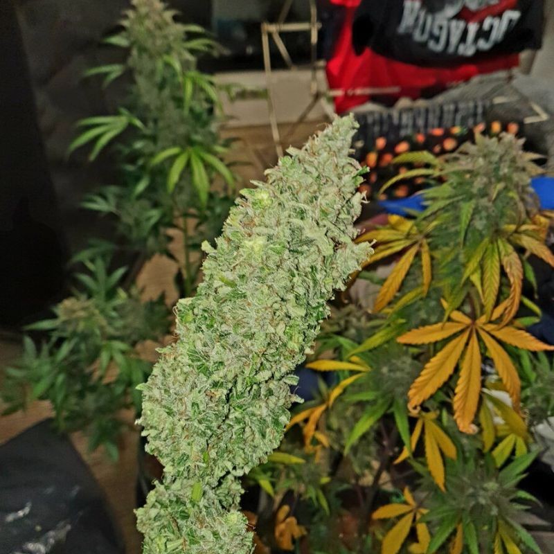 Nasiona marihuany automatyczne Exodus Cheese Auto CBD - odmiana konopi