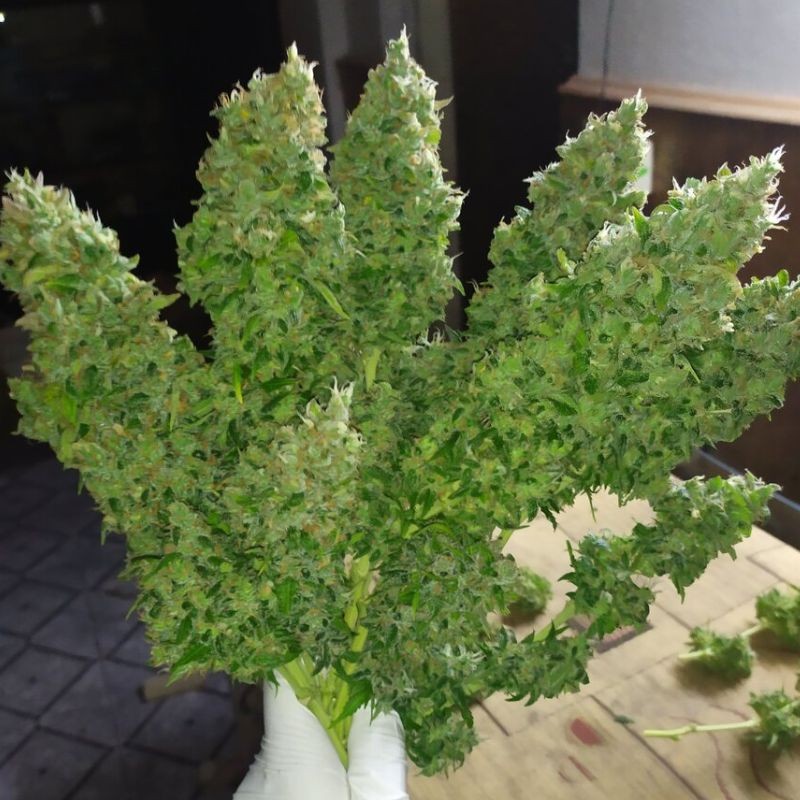 Nasiona marihuany Exodus Cheese - odmiana konopi