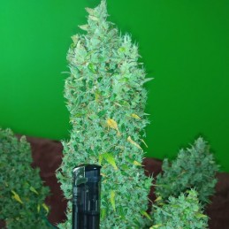 Nasiona marihuany Deep Candy - odmiana konopi