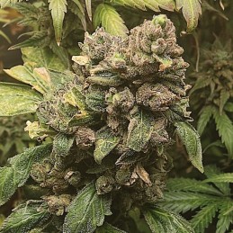 Nasiona marihuany Wild Rose - opis odmiany konopi