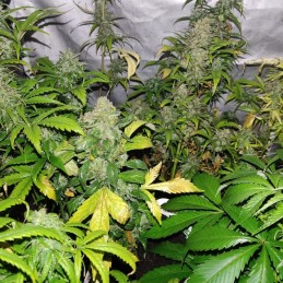 Nasiona marihuany automatyczne Sweet Trainwreck Auto - opis odmiany konopi