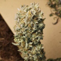 Nasiona marihuany Tropicanna Poison F1 Fast Version - opis odmiany konopi