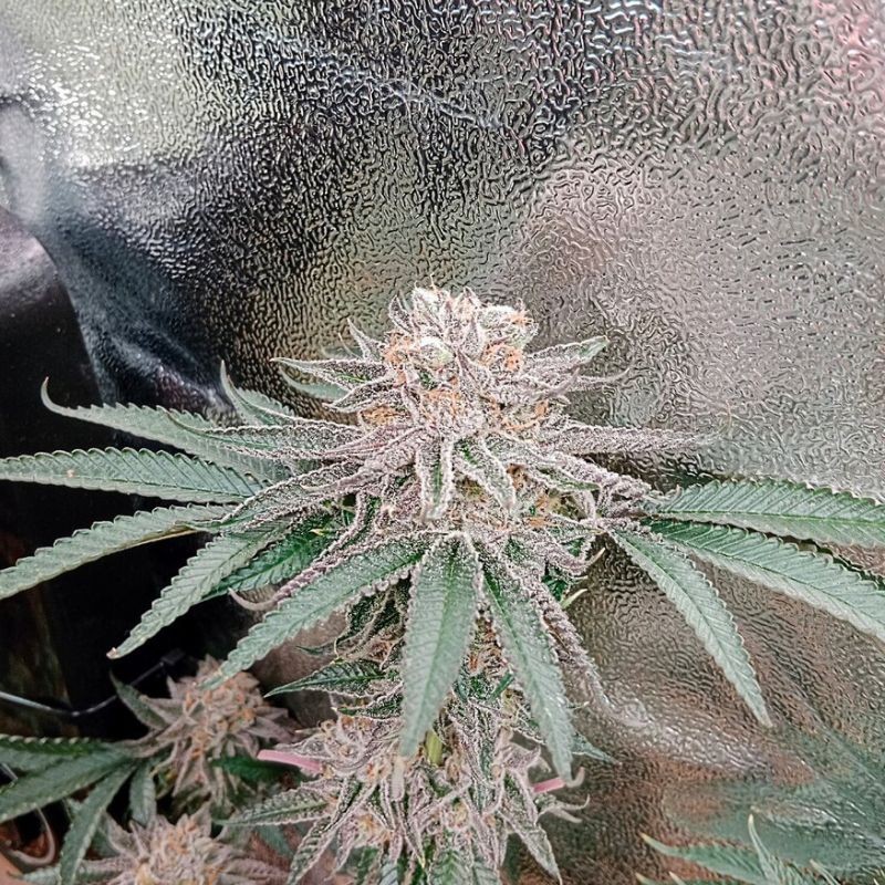 Nasiona marihuany Sweet Tai - opis odmiany konopi