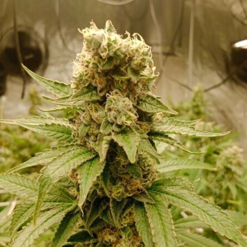 Nasiona marihuany Sweet Skunk F1 Fast Version - opis odmiany konopi