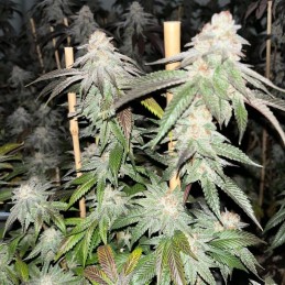 Nasiona marihuany automatyczne Sweet Skunk Auto - opis odmiany konopi