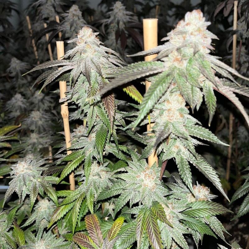 Nasiona marihuany automatyczne Sweet Skunk Auto - opis odmiany konopi