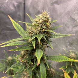 medyczne nasiona marihuany Sweet Pure CBD - opis odmiany konopi