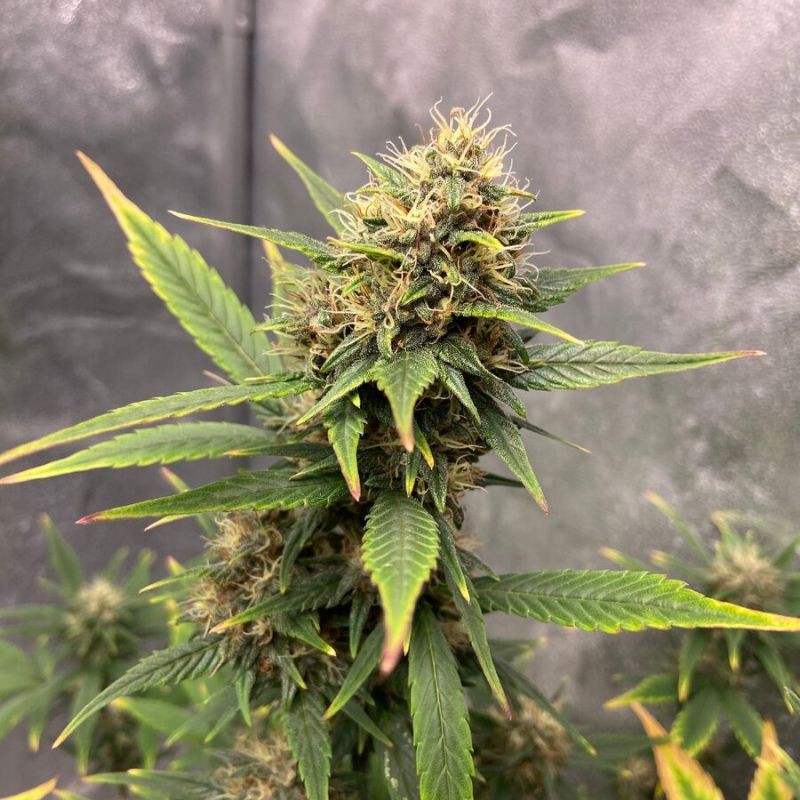 medyczne nasiona marihuany Sweet Pure CBD - opis odmiany konopi